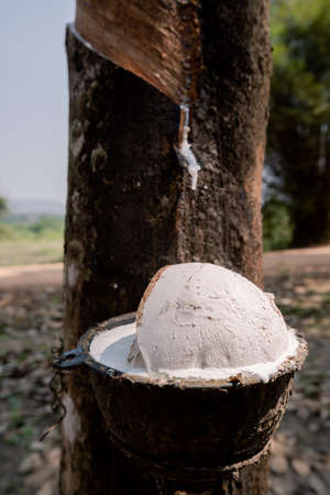 Fresh white rubber latex flows from the rubber tree. Into the cup in the rubber plantation.の写真素材