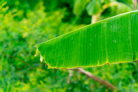 Close Up Green banana leaves that are ready to be harvested for many uses.の写真素材