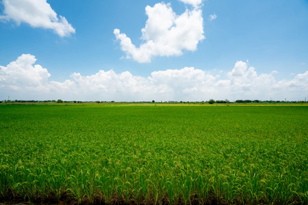 Close Up Yellow paddy fields in a rice field in a rural community in Thailand. The paddy fields are...