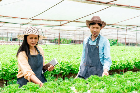 A hydroponics vegetable farm owner and two Asian men and women are checking the quality of vegetables grown using water granules. planting without pesticides and using water for cultivationの写真素材