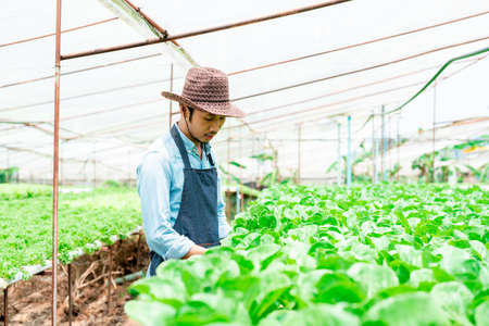 Asian man owns a hydroponics vegetable farm that uses water for planting, checks the quality of vegetables grown on the farm before harvesting them for sale. Growing using non-toxic methodsの写真素材