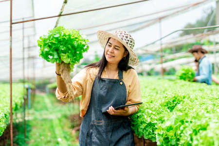 Asian woman owns a hydroponics vegetable farm that uses water for planting, checks the quality of vegetables grown on the farm before harvesting them for sale. Growing using non-toxic methodsの写真素材