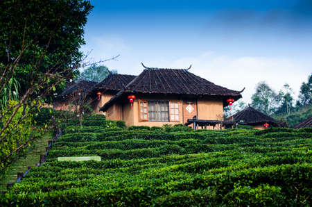 house in garden teaのeditorial素材