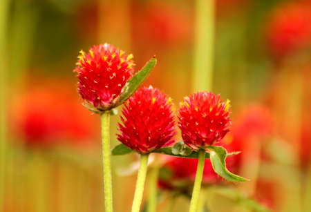 flower red  at Rama 9 public park in Bangkok, Thailand