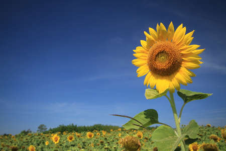 sunflowerの写真素材