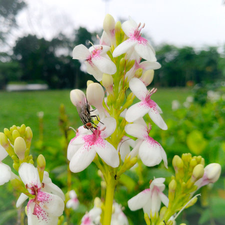 Flower in Bogor, West Java - Indonesia