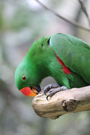 parrotの写真素材