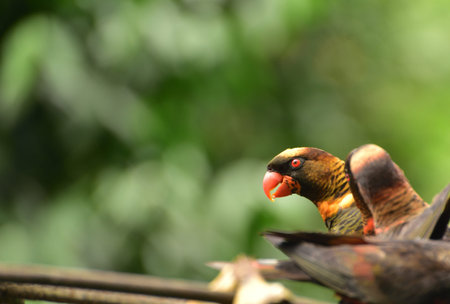Pseudeos fuscata,  The dusky lory is a species of parrot in the family Psittaculidae and common...