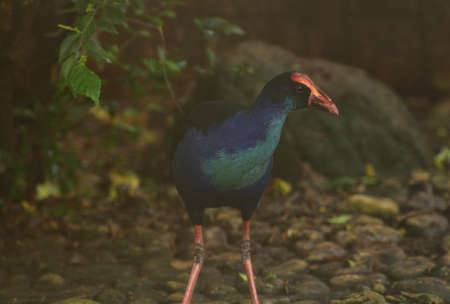 Porphyrio porphyrio, The western swamphen is a swamphen in the rail family Rallidae, one of the six species of purple swamphen and medium sized bird, with its large feet, bright plumage and red bill aの写真素材