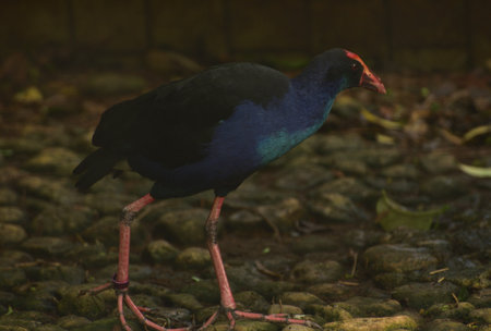 Porphyrio porphyrio, The western swamphen is a swamphen in the rail family Rallidae, one of the six species of purple swamphen and medium sized bird, with its large feet, bright plumage and red bill aの写真素材