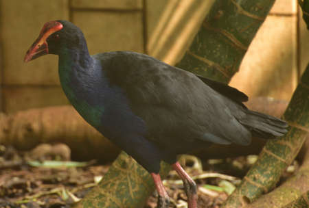 Porphyrio porphyrio, The western swamphen is a swamphen in the rail family Rallidae, one of the six species of purple swamphen and medium sized bird, with its large feet, bright plumage and red bill aの写真素材