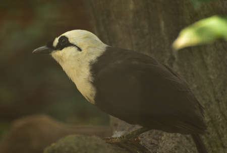 Garrulax bicolor, The Sumatran laughingthrush, also known as the black and white laughingthrush, is a member of the family Leiothrichidae and It is endemic to highland forest on the Indonesian islandの写真素材