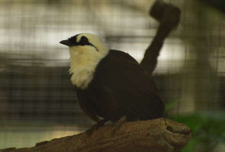 Garrulax bicolor, The Sumatran laughingthrush, also known as the black and white laughingthrush, is a member of the family Leiothrichidae and It is endemic to highland forest on the Indonesian islandの写真素材