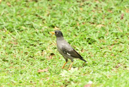 Acridotheres javanicus, The Javan myna, also known as the white vented myna, is a species of myna  and a member of the starling family.の写真素材