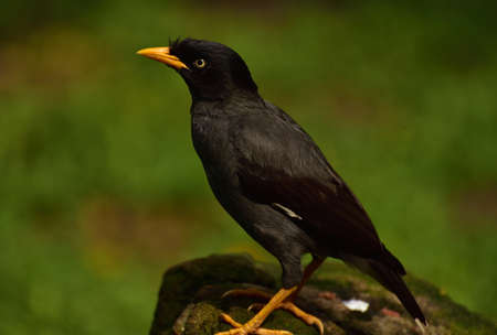 Acridotheres javanicus, The Javan myna, also known as the white vented myna, is a species of myna  and a member of the starling family.の写真素材