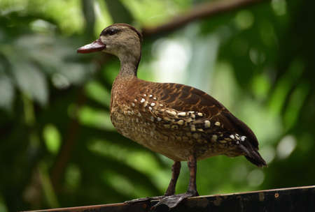 Dendrocygna guttata, Spotted Tree Duck, The spotted whistling duck is a member of the duck family Anatidae and  this duck resides in Indonesia.の写真素材
