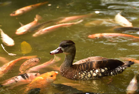 Dendrocygna guttata, Spotted Tree Duck, The spotted whistling duck is a member of the duck family Anatidae and  this duck resides in Indonesia.の写真素材