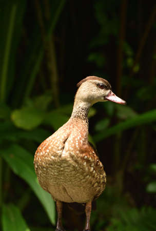 Dendrocygna guttata, Spotted Tree Duck, The spotted whistling duck is a member of the duck family Anatidae and  this duck resides in Indonesia.の写真素材