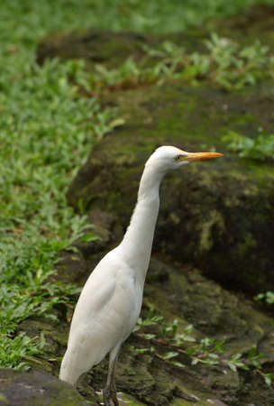 Ardea intermedia, The intermediate egret, median egret, smaller egret, or yellow billed egret is a medium sized heron. Ardea intermedia  plumifera Gould, or plumed egret is from eastern Indonesia.の写真素材