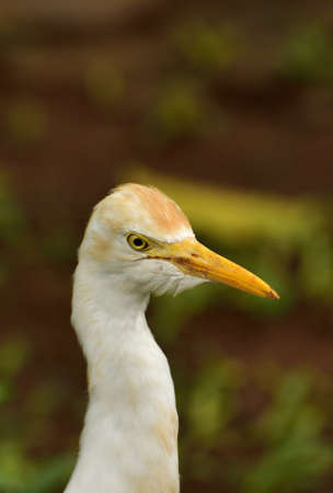 Ardea intermedia, The intermediate egret, median egret, smaller egret, or yellow billed egret is a medium sized heron. Ardea intermedia  plumifera Gould, or plumed egret is from eastern Indonesia.の写真素材