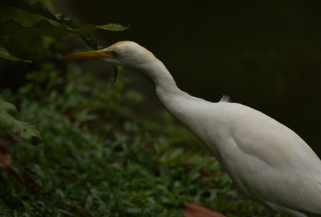 Ardea intermedia, The intermediate egret, median egret, smaller egret, or yellow billed egret is a medium sized heron. Ardea intermedia  plumifera Gould, or plumed egret is from eastern Indonesia.の写真素材