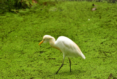 Ardea intermedia, The intermediate egret, median egret, smaller egret, or yellow billed egret is a medium sized heron. Ardea intermedia  plumifera Gould, or plumed egret is from eastern Indonesia.の写真素材