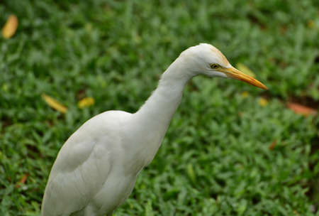 Ardea intermedia, The intermediate egret, median egret, smaller egret, or yellow billed egret is a medium sized heron. Ardea intermedia  plumifera Gould, or plumed egret is from eastern Indonesia.の写真素材