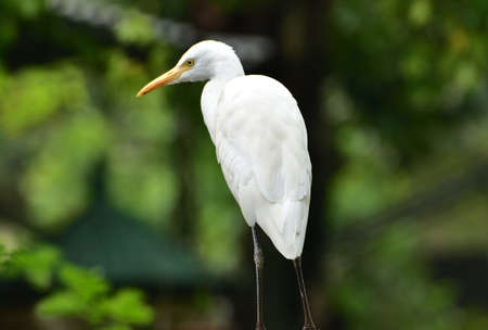 Ardea intermedia, The intermediate egret, median egret, smaller egret, or yellow billed egret is a medium sized heron. Ardea intermedia  plumifera Gould, or plumed egret is from eastern Indonesia.の写真素材