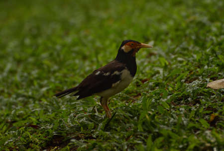 The Indian pied myna, Gracupica contra is a species of starling found in the Indonesia and usually found in small groups mainly on the plains and low foothills. Locally name is Jalak Suren.の写真素材