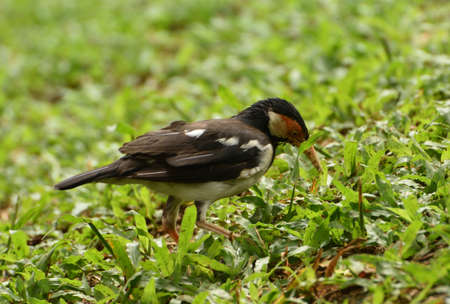 The Indian pied myna, Gracupica contra is a species of starling found in the Indonesia and usually found in small groups mainly on the plains and low foothills. Locally name is Jalak Suren.の写真素材