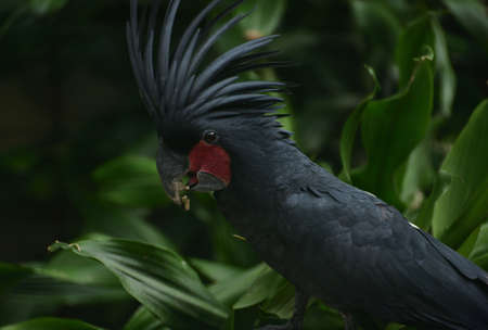 Probosciger aterrimus, The palm cockatoo or the goliath or great black cockatoo, is a large smoky grey or black parrot of the cockatoo family native to Papua, Aru Islands, Indonesiaの写真素材