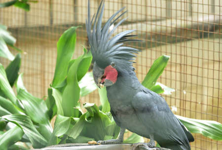 Probosciger aterrimus, The palm cockatoo or the goliath or great black cockatoo, is a large smoky grey or black parrot of the cockatoo family native to Papua, Aru Islands, Indonesiaの写真素材