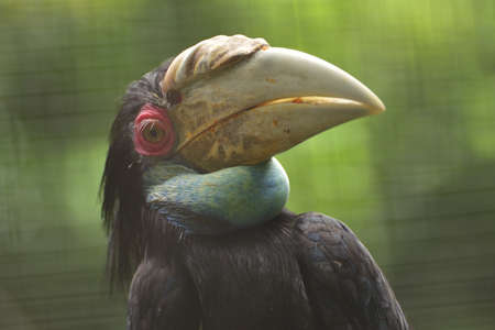 Female Rhyticeros undulatus, The wreathed hornbill in tropical rainforest area conservation at East Kalimantan, Indonesiaの写真素材