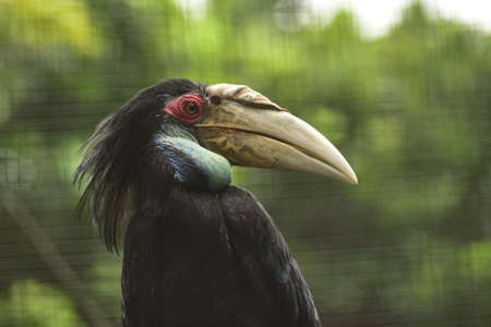 Female Rhyticeros undulatus, The wreathed hornbill in tropical rainforest area conservation at East Kalimantan, Indonesiaの写真素材