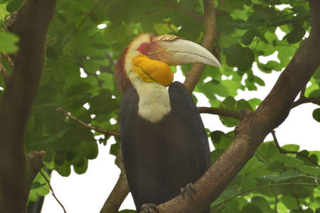 Male Rhyticeros undulatus, The wreathed hornbill perched on a tree branch in Kalimantan forest, Indonesiaの写真素材