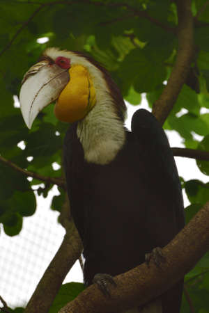 Male Rhyticeros undulatus, The wreathed hornbill perched on a tree branch in Kalimantan forest, Indonesiaの写真素材