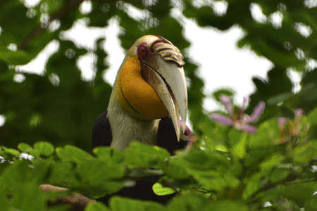 Male Rhyticeros undulatus, The wreathed hornbill perched on a tree branch in Kalimantan forest, Indonesiaの写真素材
