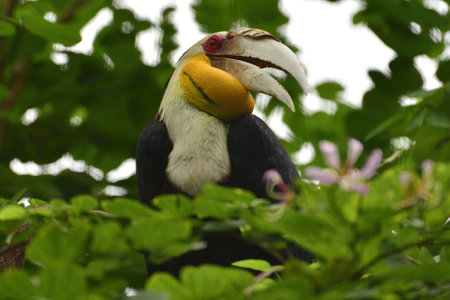 Male Rhyticeros undulatus, The wreathed hornbill perched on a tree branch in Kalimantan forest, Indonesiaの写真素材