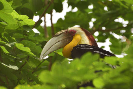 Male Rhyticeros undulatus, The wreathed hornbill perched on a tree branch in Kalimantan forest, Indonesiaの写真素材
