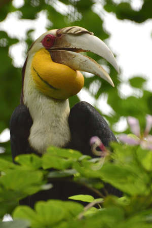 Male Rhyticeros undulatus, The wreathed hornbill perched on a tree branch in Kalimantan forest, Indonesiaの写真素材
