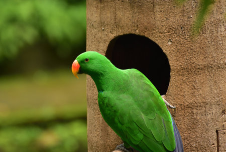 Male Eclectus roratus, The eclectus parrot relaxing in his nest in the conservation forestの写真素材