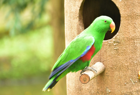Male Eclectus roratus, The eclectus parrot relaxing in his nest in the conservation forest