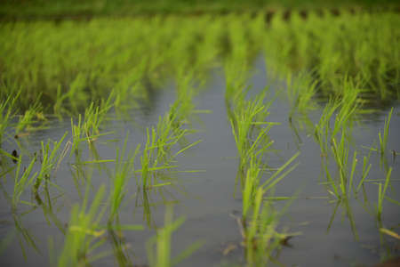 A new rice plant, Oryza sativa, is planted in a paddy field, Indonesia.の写真素材