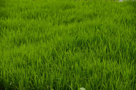 A new rice plant, Oryza sativa, is planted in a paddy field, Indonesia.の写真素材