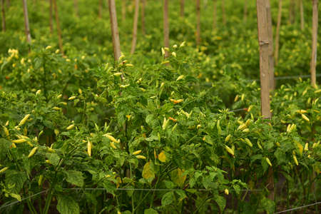 A field of chili plants, Capsicum frutescens, ready to be harvested in Agricultural Land.の写真素材