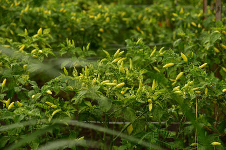 A field of chili plants, Capsicum frutescens, ready to be harvested in Agricultural Land.の写真素材