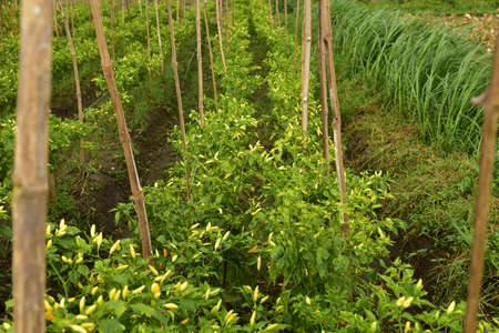 A field of chili plants, Capsicum frutescens, ready to be harvested in Agricultural Land.の写真素材