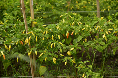 A field of chili plants, Capsicum frutescens, ready to be harvested in Agricultural Land.の写真素材