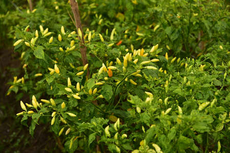 A field of chili plants, Capsicum frutescens, ready to be harvested in Agricultural Land.の写真素材