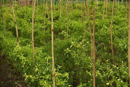 A field of chili plants, Capsicum frutescens, ready to be harvested in Agricultural Land.の写真素材